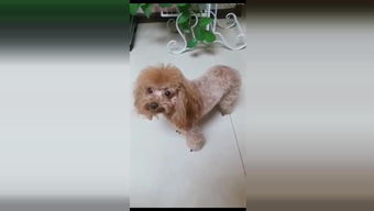 怎么捏迷你宠物猫狗