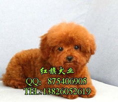 广州贵宾狗多少钱