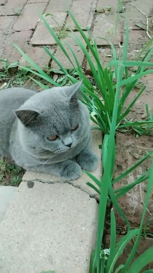 乡下喂宠物猫怎么喂