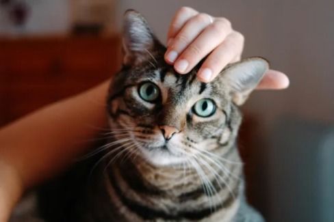 怎么驯服新宠物猫