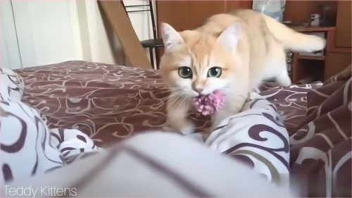 怎么训练猫成宠物猫呢
