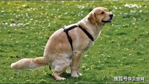 宠物狗拉屎去臭怎么办