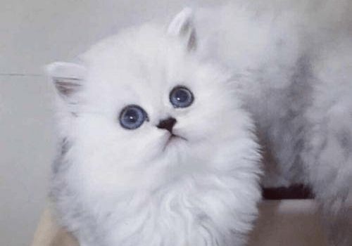 宠物猫包怎么消毒