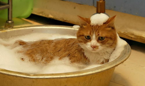 怎么带宠物猫回家洗澡