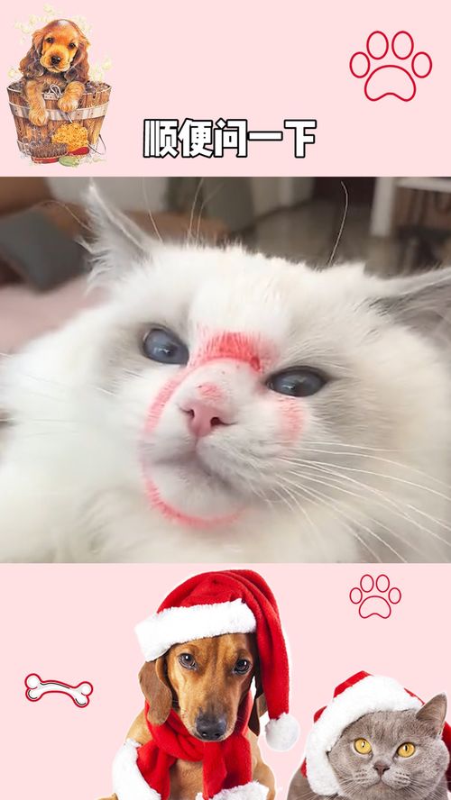 家有宠物猫怎么去味
