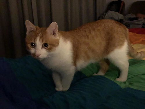 宠物猫尿床上怎么纠正