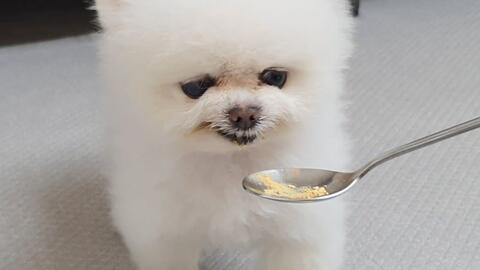 宠物狗口沫多怎么回事啊