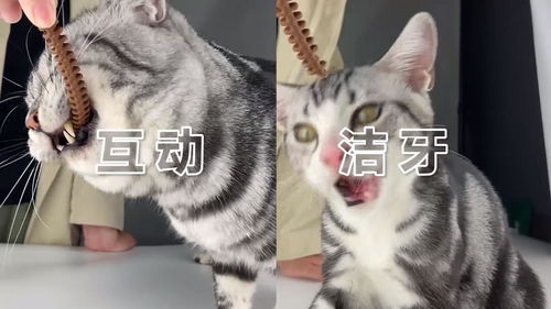 宠物猫怎么洁齿