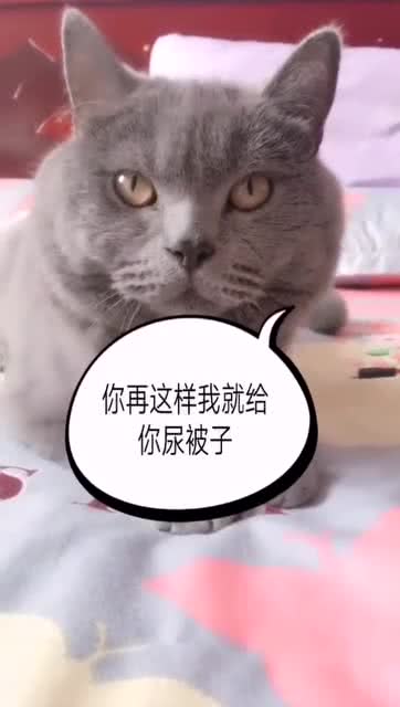怎么和宠物猫交流呢