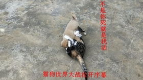 宠物狗伙食饲料怎么做的