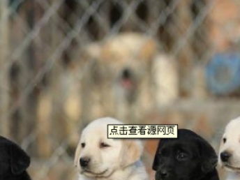 和宠物狗拍同款怎么拍