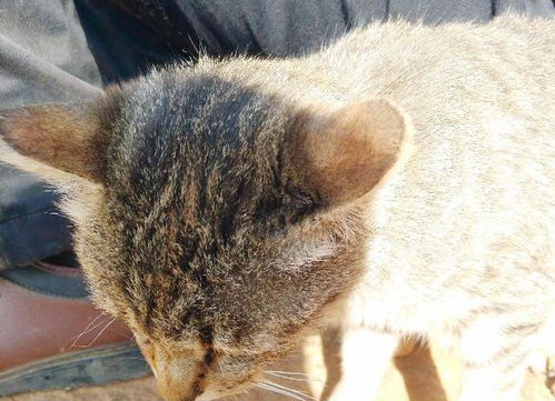 宠物猫绑绳子怎么绑