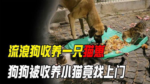 怎么能领养一只宠物狗崽