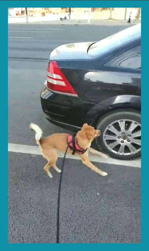 宠物狗不让上车怎么办呢
