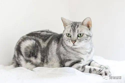 猫怀孕多少天生产