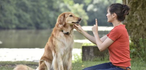 训犬师宠物狗怎么训的