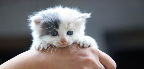 怎么才能有两个宠物猫呢