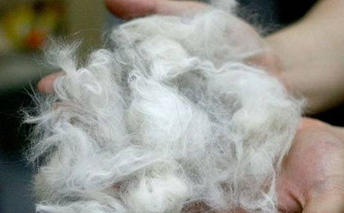 宠物狗的虱子怎么弄掉呢