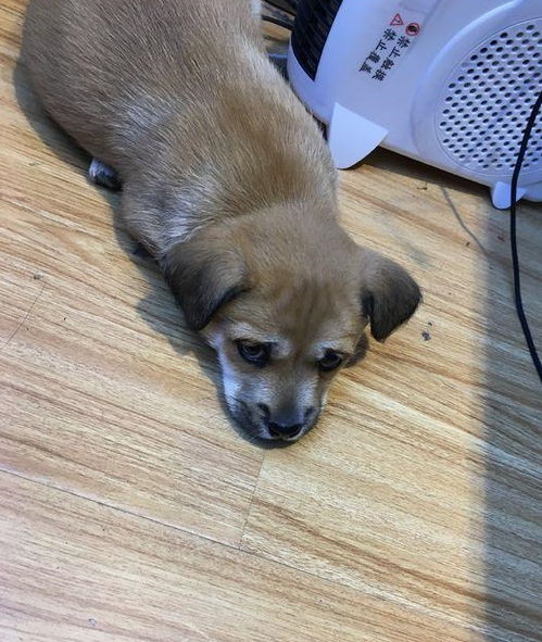 小宠物狗太闹腾怎么办