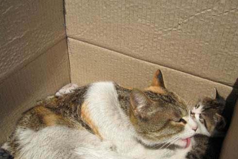 怎么摸好友的宠物猫