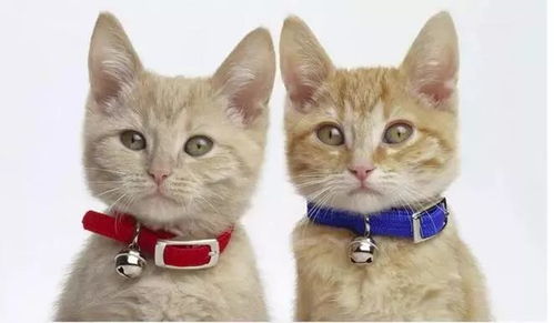 宠物猫的项圈怎么弄的掉