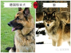 宠物狗怎么像狼叫一样呢