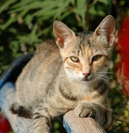 成年猫一天吃多少猫粮