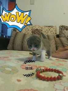 满月的宠物猫怎么养活