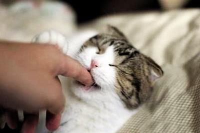 宠物猫咬到怎么办