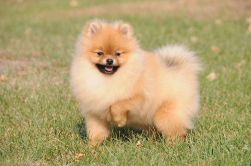 博美犬每天吃多少