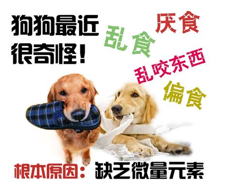 宠物狗得了异食癖怎么办
