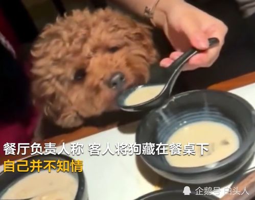 怎么在别人家里喂宠物狗