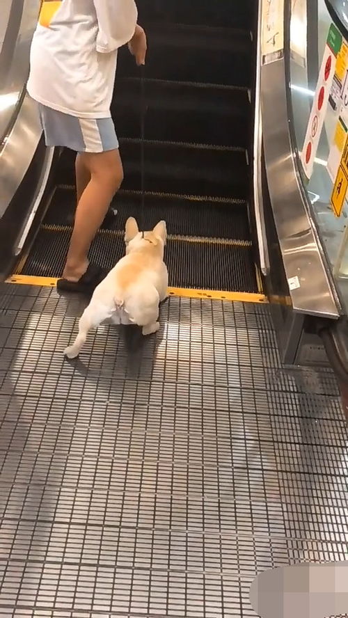 宠物狗上扶梯怎么上的啊