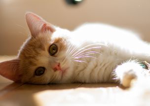 怎么给猫做宠物狗粮吃