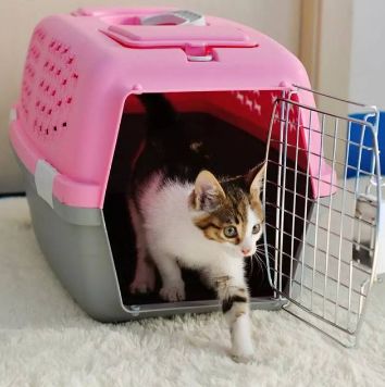 宠物猫怎么汽车托运