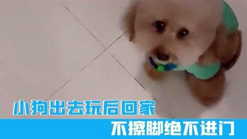怎么回家带宠物狗出去玩