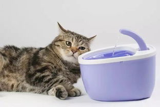 宠物猫怎么饮水