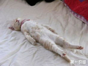 宠物猫怎么野外训练