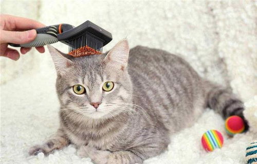 怎么养宠物猫最好