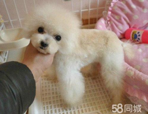 白泰迪犬多少钱一只
