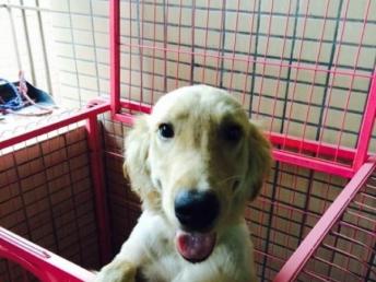 有宠物狗没时间养怎么办