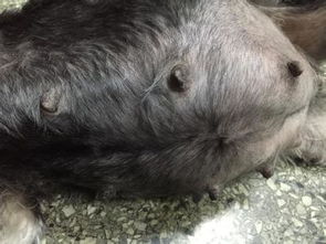 给狗狗打胎多少钱