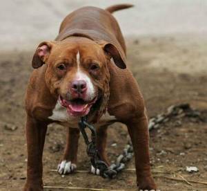 宠物狗斗恶犬怎么办啊