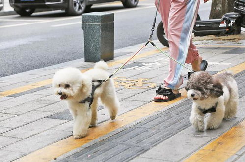 在深圳养宠物狗怎么样啊