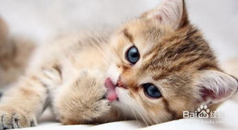 宠物猫怎么小便