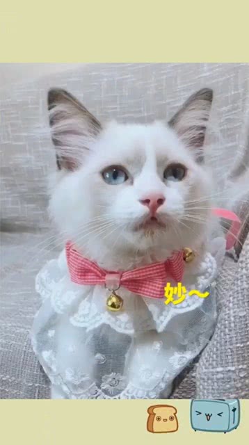 宠物猫怎么找可爱的猫