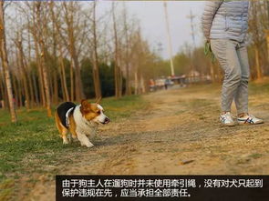 不小心撞了宠物狗怎么办