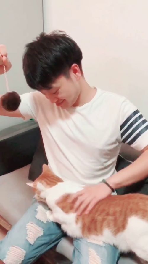 宠物猫怎么催眠