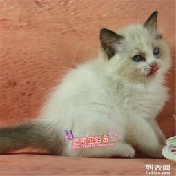 怎么选宠物猫布偶幼猫