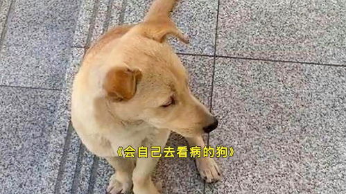 狗狗做绝育费用多少